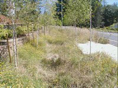 Vegetated Street Swale. Barlow Ridge Subdivision along Dubarko Rd.