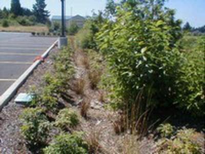 Vegetated Parking Lot Swale. Fred Meyer Store