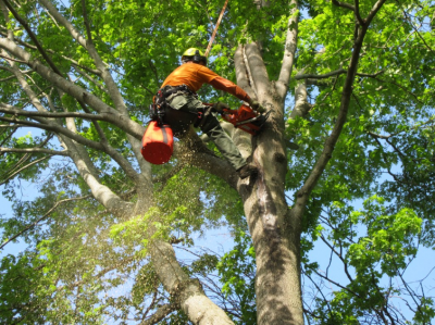 Man climbing tree